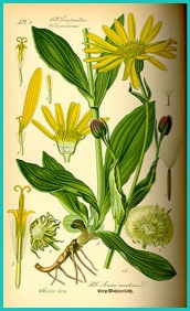 Arnica montana