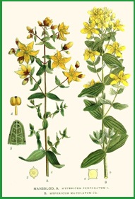 Hypericum perforatum