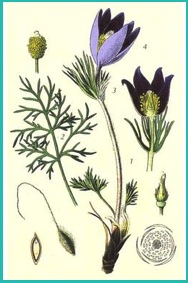 pulsatilla_pratensis