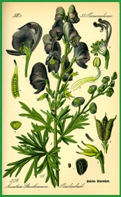 Aconitum napellus